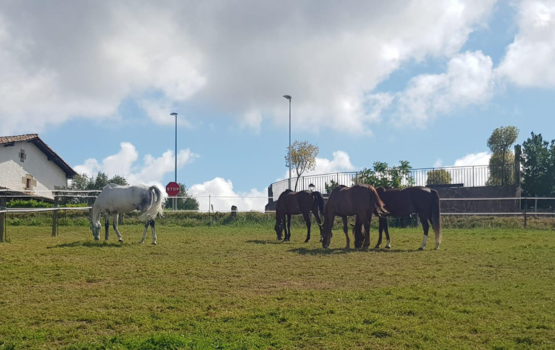 #yoentrenoencasa con César Pérez De Zabalza